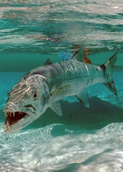 Korallrevet kom närmare och närmare. Barracudor är hemska.