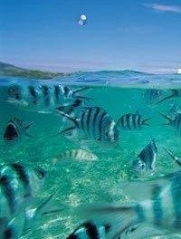 Fullt med fiskar. Ett eldorado för en snorklande nybörjare.