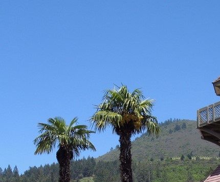 Chateau St Jean. En av de maffiga vingårdarna som fick påhälsning.