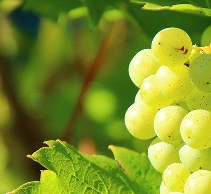 Runt Balatonsjön odlade druvor man mest för vita viner.
