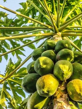 Papaya.