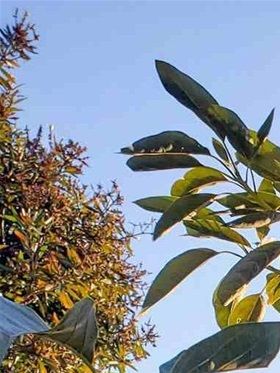 Avokado.