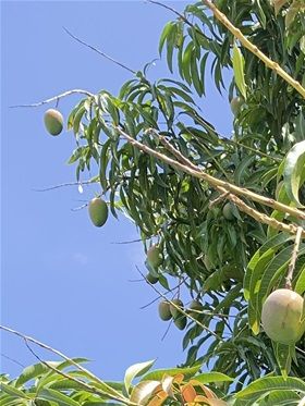 Mango.