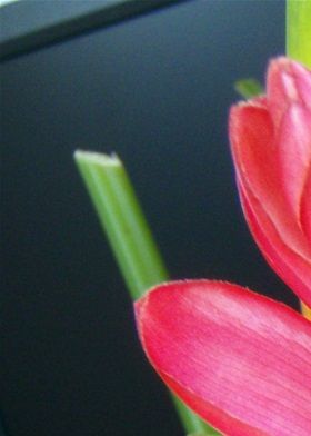Ingefärsblomma.