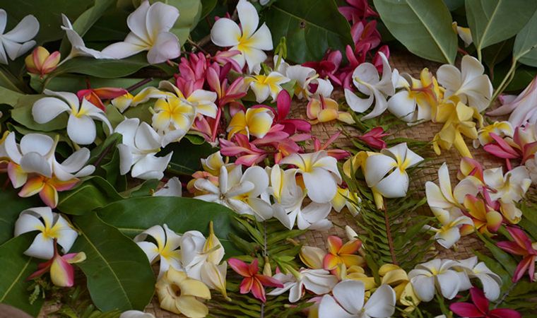 Tahitis 