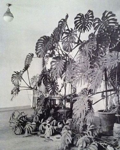 Matisse ateljé på Hotel Regina1948. När Matisse rensade ut fick han också göra sig av med sina älskade Philendendron.