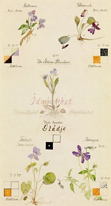 Viollblommor med riktlinjer, 1919.