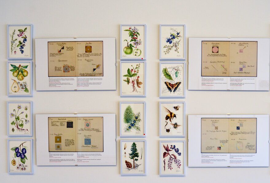 Från utställning på Lightforms Gallery & Art Center, Hudson NY: ”Hilma af Klint, Botanical Sketchbook: Flowers, Mosses and Lichens”.