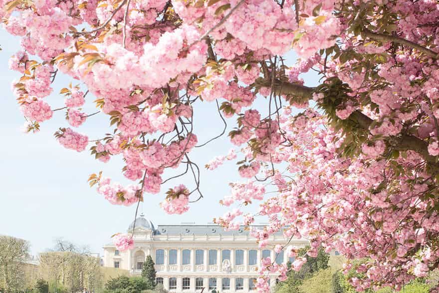 Jardin du Luxenbourg en tidig vårdag.
